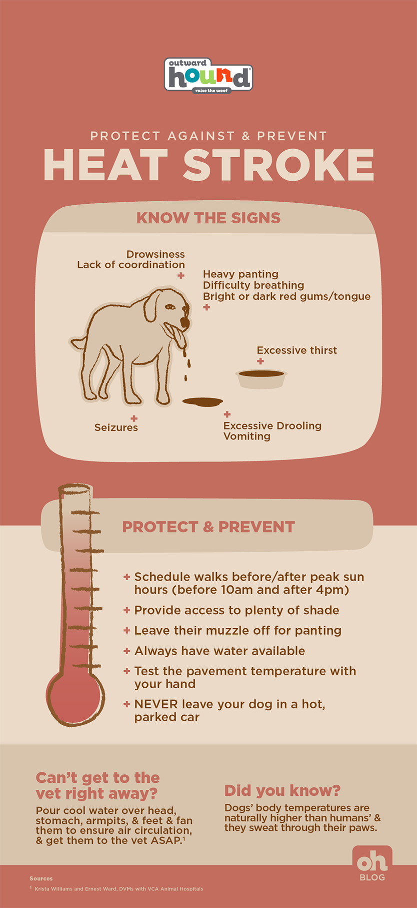 how hot is too hot for dogs infographic