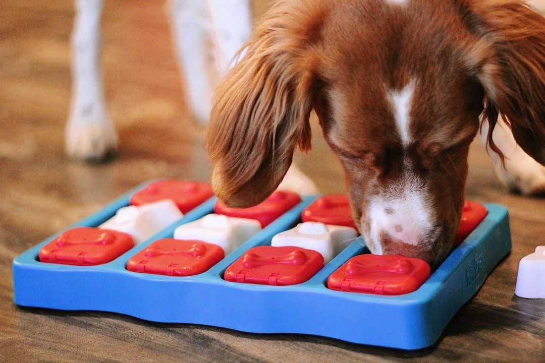 The 17 Best Toys For Puppies – Furtropolis