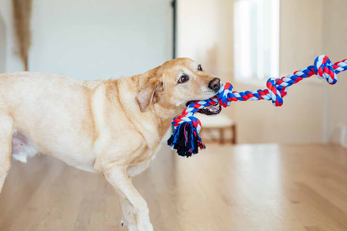 dog playing tug