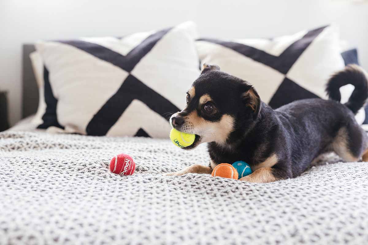 Blind Paws  The 10 Best Toys for Blind Dogs