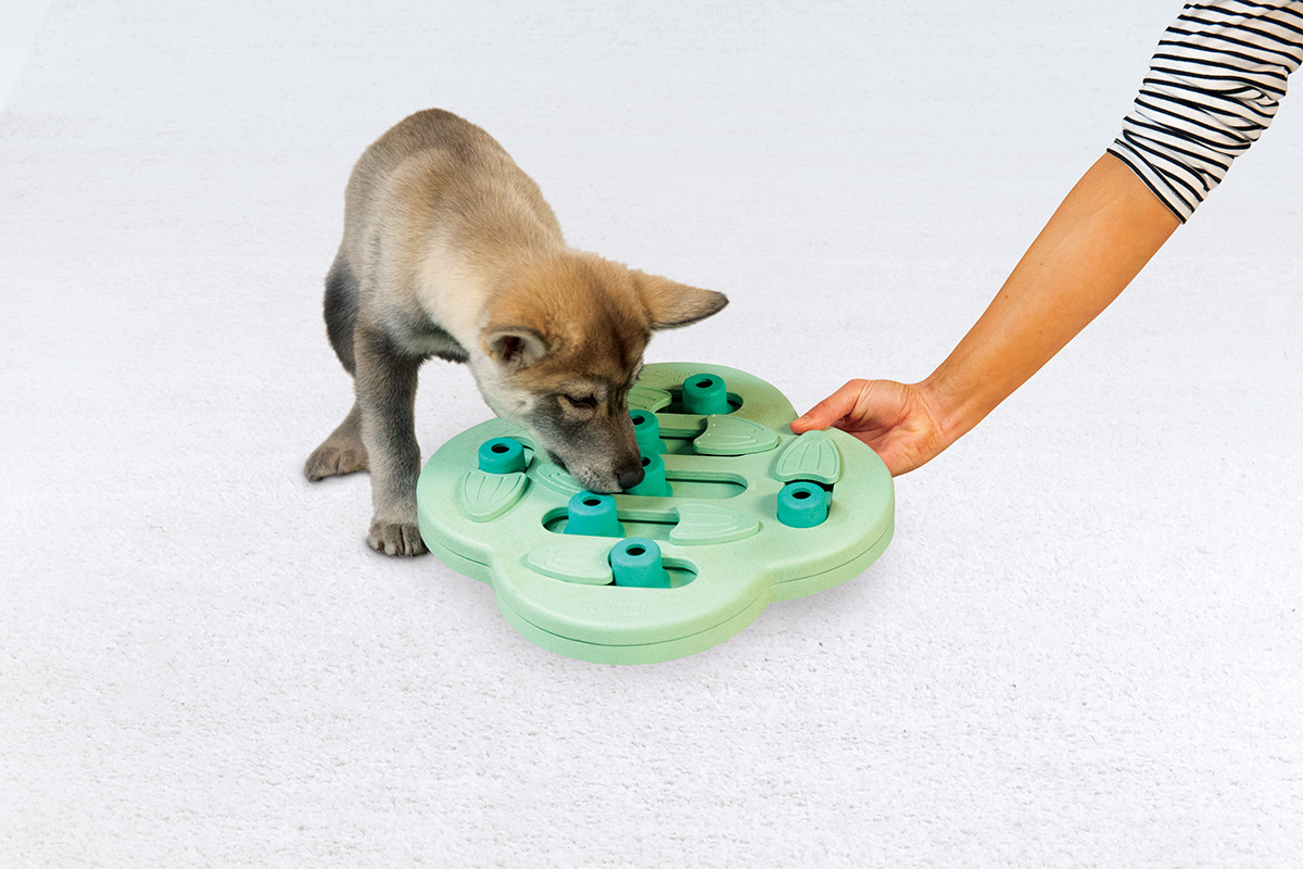 The Best Toys for Mental Stimulation for Dogs – OH Blog