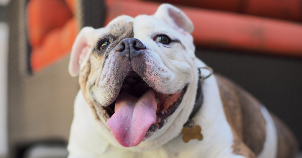 Best Toys for Bulldogs and Their Unique Traits OH Blog
