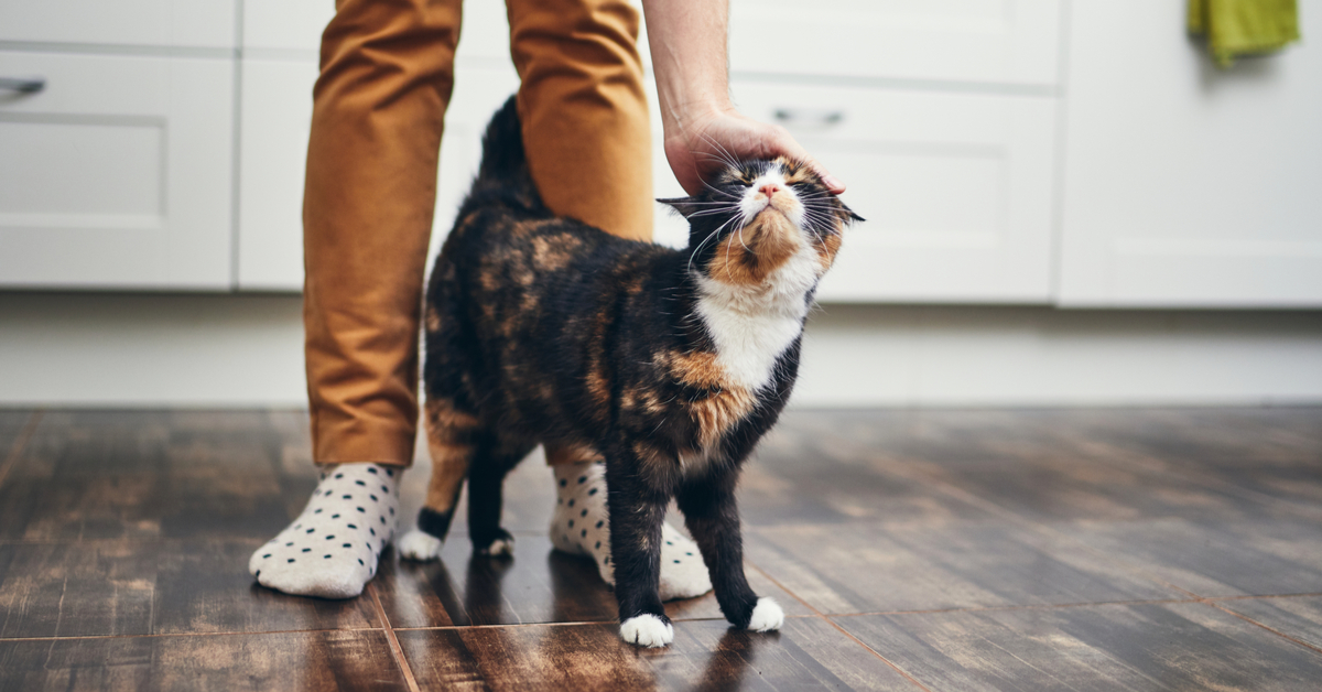 What to Do When Your Cat Pees Everywhere and Urine Deep