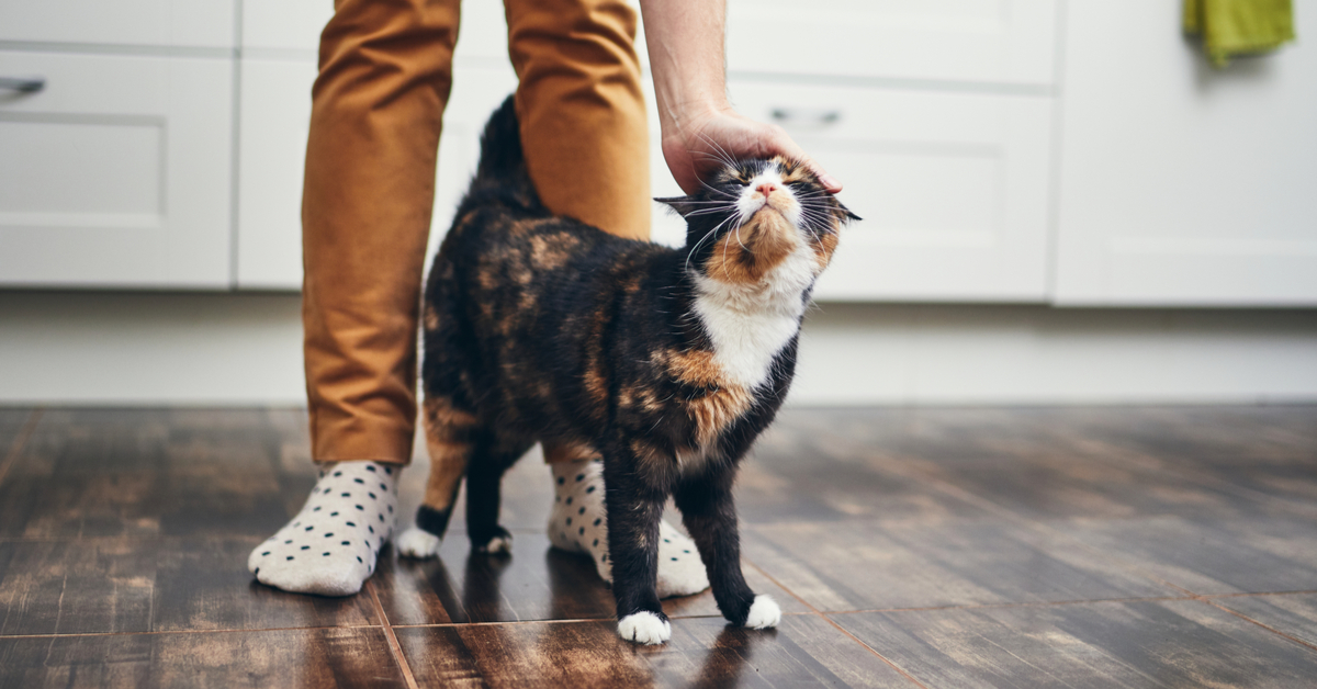 cat stands up while peeing