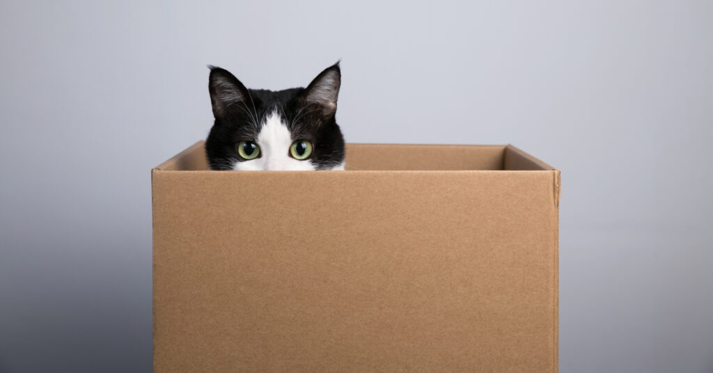 a cat in the box. why do cats love boxes?