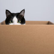 a cat in the box. why do cats love boxes?