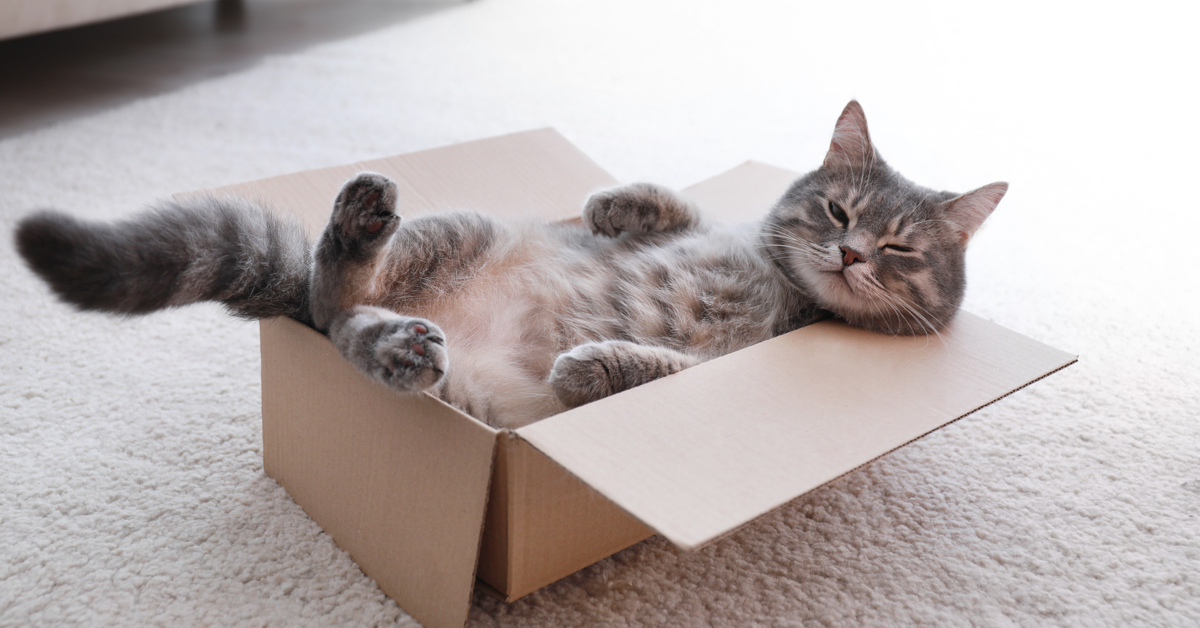 cat lounging in a box