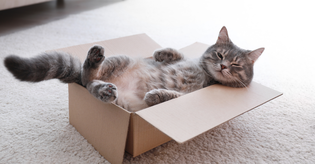 https://outwardhound.com/furtropolis/wp-content/uploads/2021/06/cat-in-box.jpg