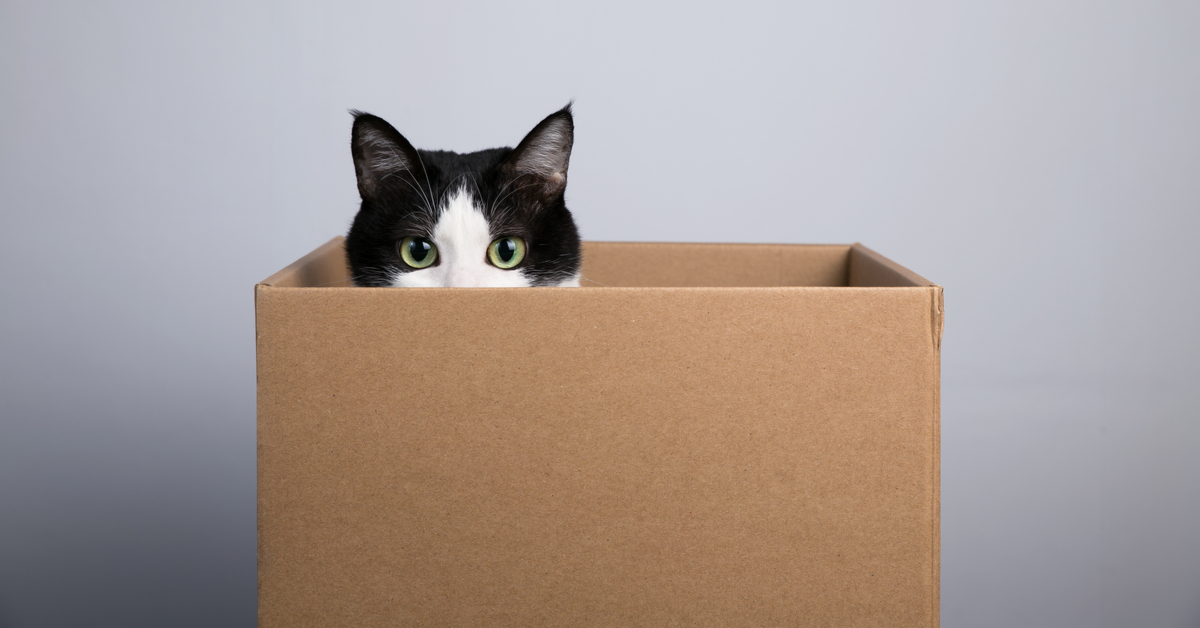 Why Do Cats Love Boxes? Researchers Have An Answer.