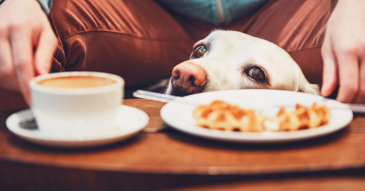 What to Know About Caffeine Toxicity If Your Dog Ate Coffee ...