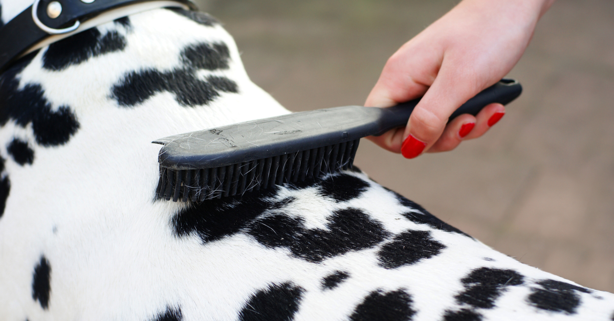 Can you wash a dog outlet with head and shoulders