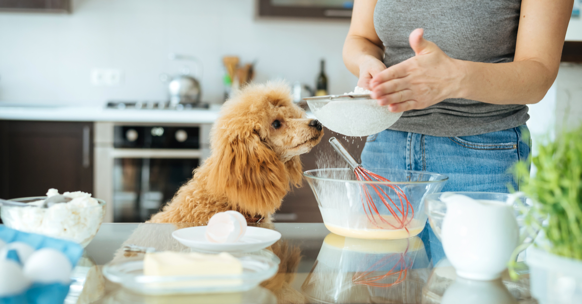 dog helping in kitchen. can dogs eat popsicles