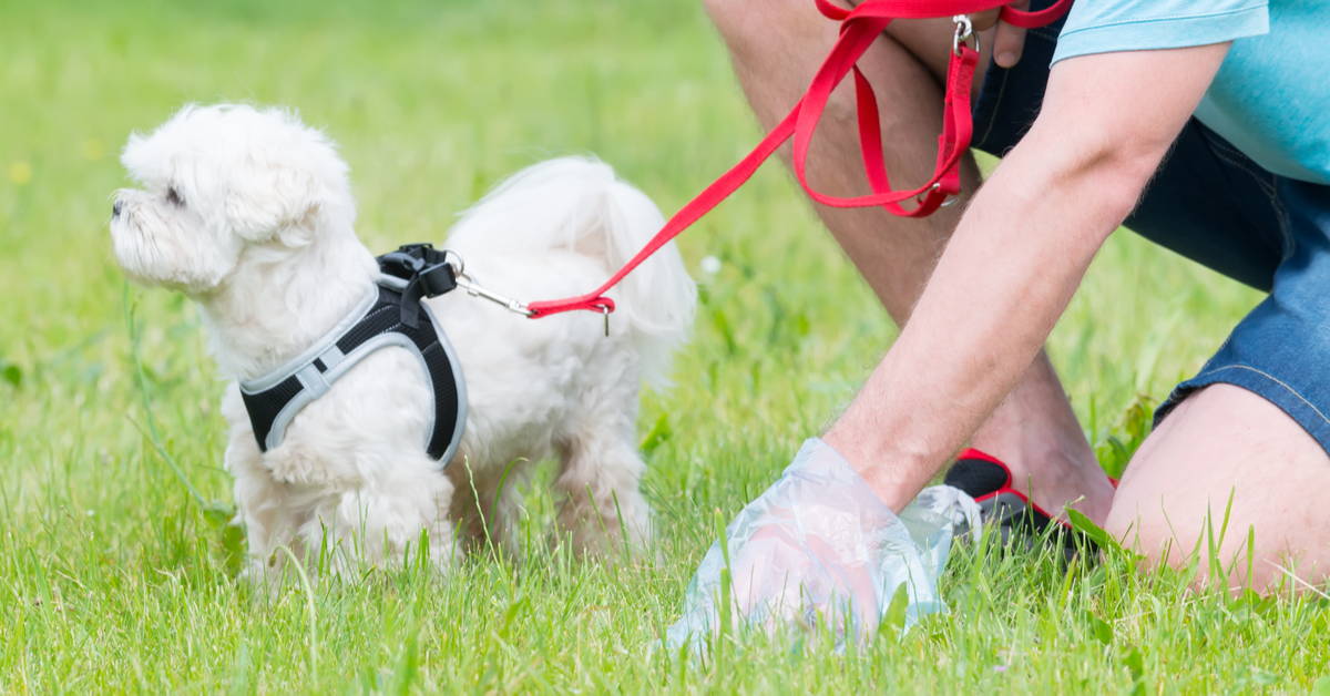 why is my dog's poop white? healthy dog poop chart