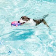 fun things to do with your dog this summer