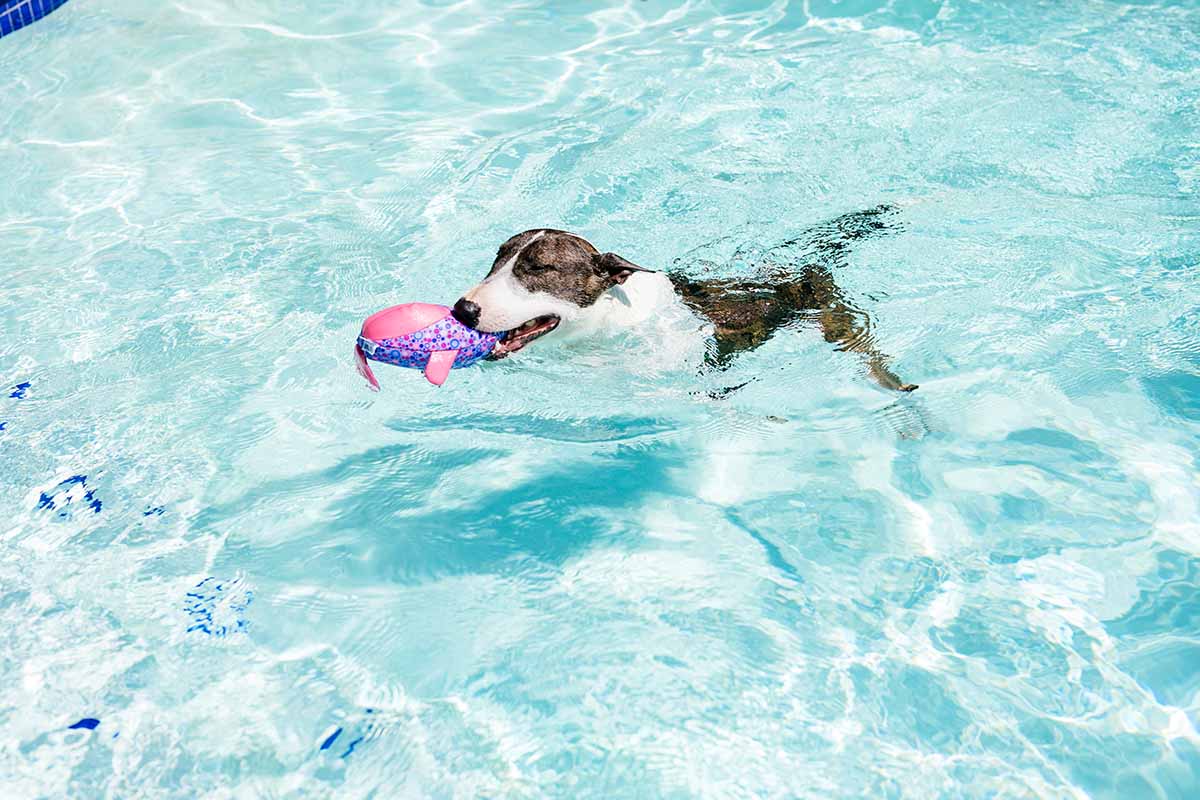 fun things to do with your dog this summer