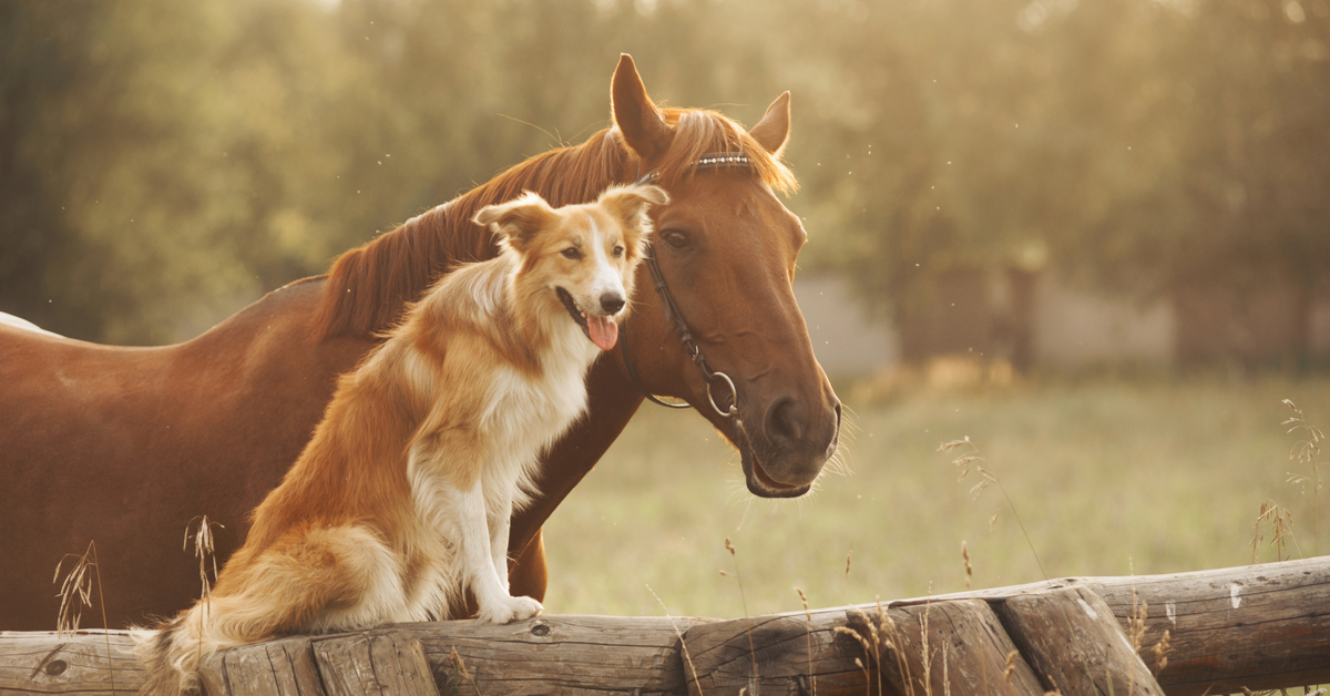 a pet horse and a dog