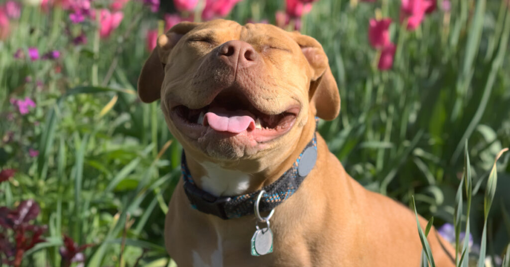 smiling pitbull statistics
