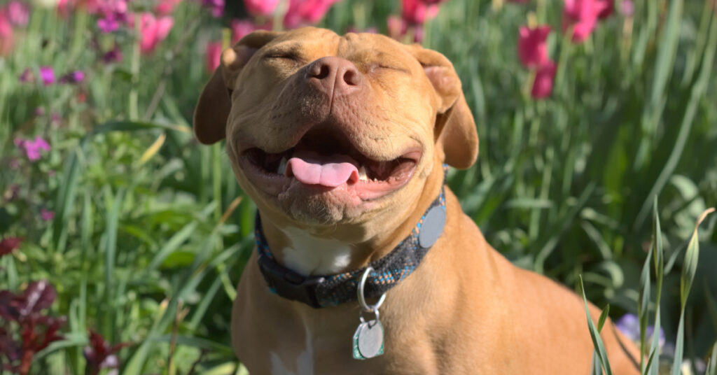 https://outwardhound.com/furtropolis/wp-content/uploads/2021/06/pitbullsmile-1024x536.jpg