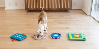 9 DIY Dog Enrichment Toys You Can Make at Home