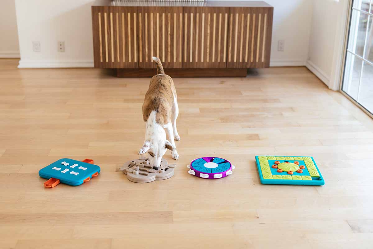 The Best Dog Enrichment Toys + DIY Solutions for a Well-Behaved Pup