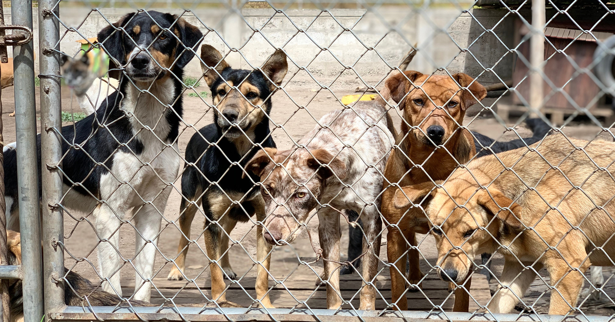 a group of shelter dogs