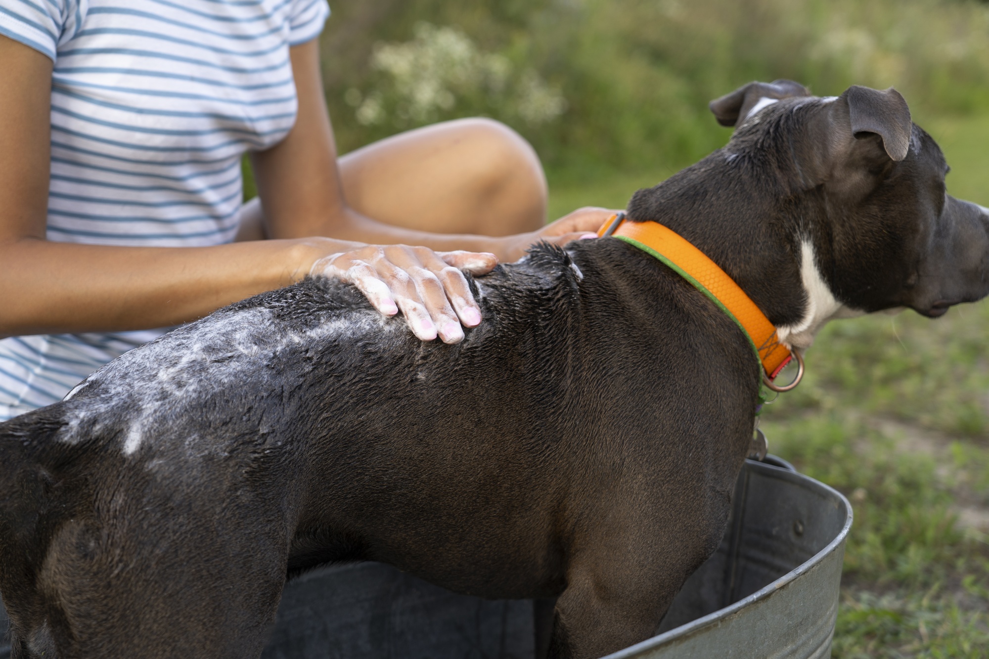 Is head and shoulders shampoo safe for dogs hotsell