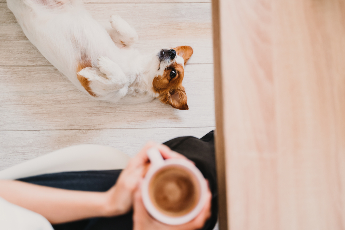 dog eyeing cup of coffee