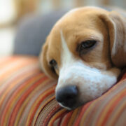 a sleepy beagle on the couch. can dogs have depression?