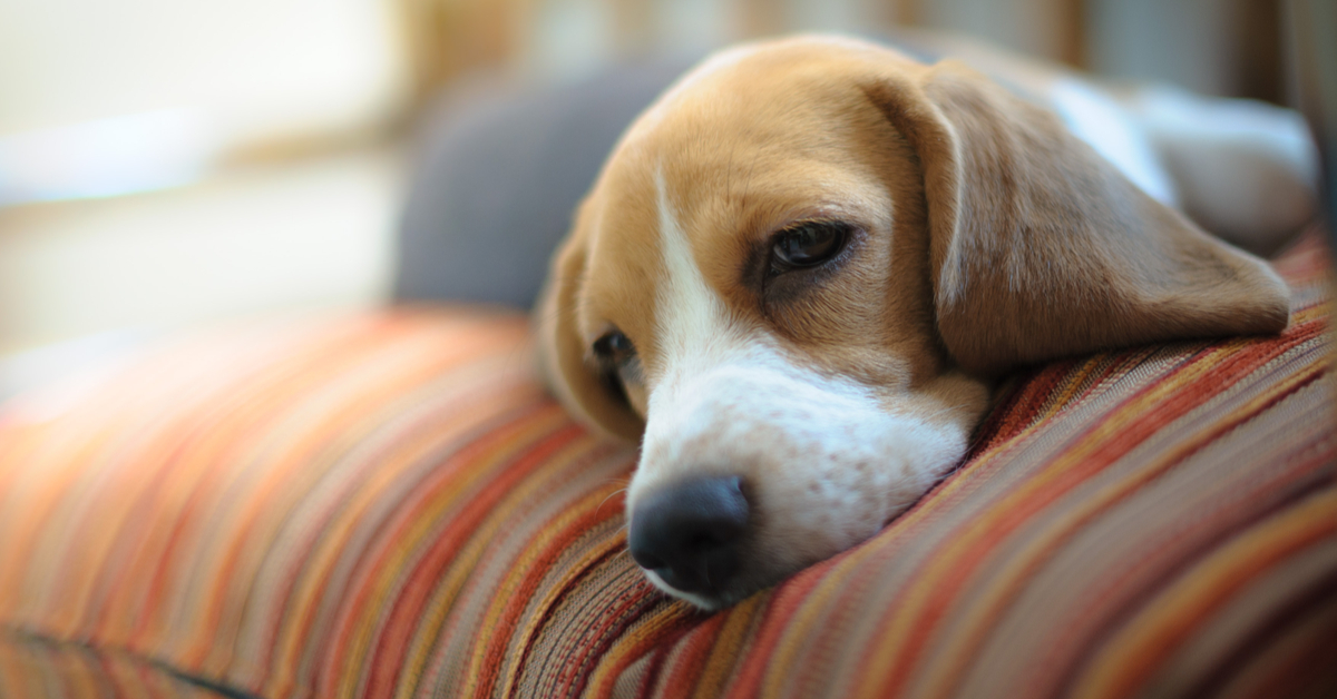 how can you tell if your dog is depressed or lonely