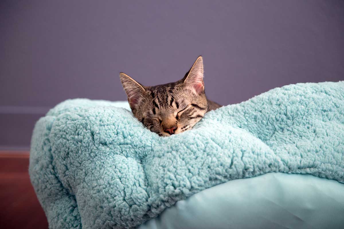 cat snuggling in blanket