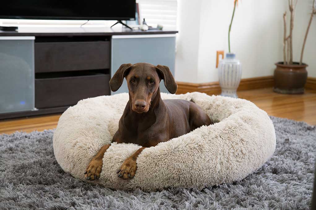 dog laying in a calming dog bed