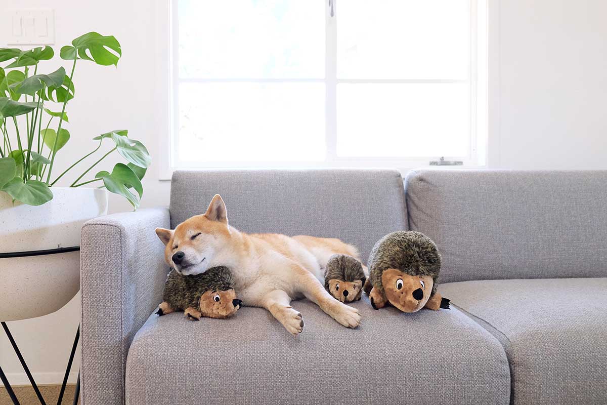 hedgehog for dogs