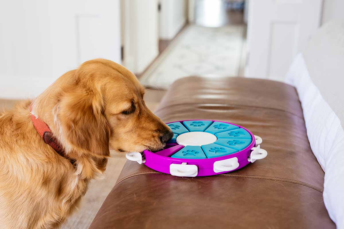 dog twister toy brain games for dogs by nina ottosson