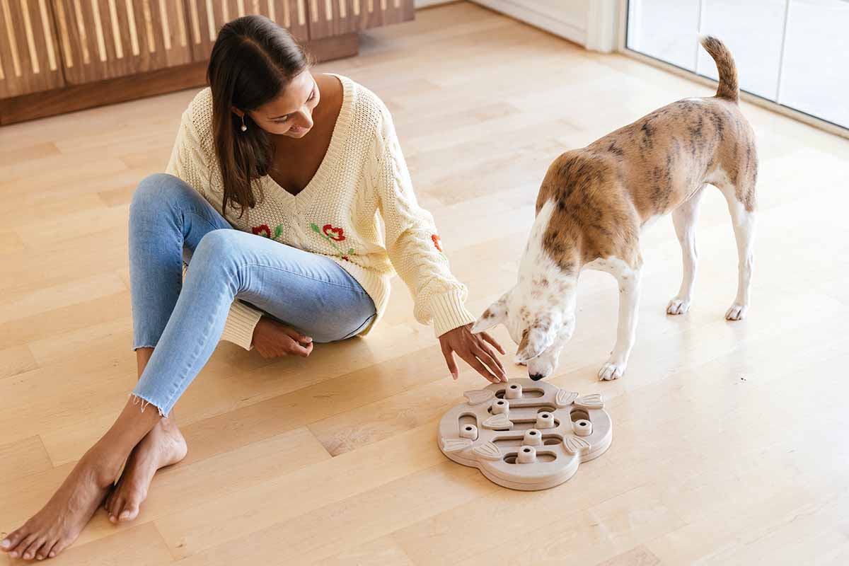 Boredom-Busting Brain Games for Dogs - Long Haul Trekkers