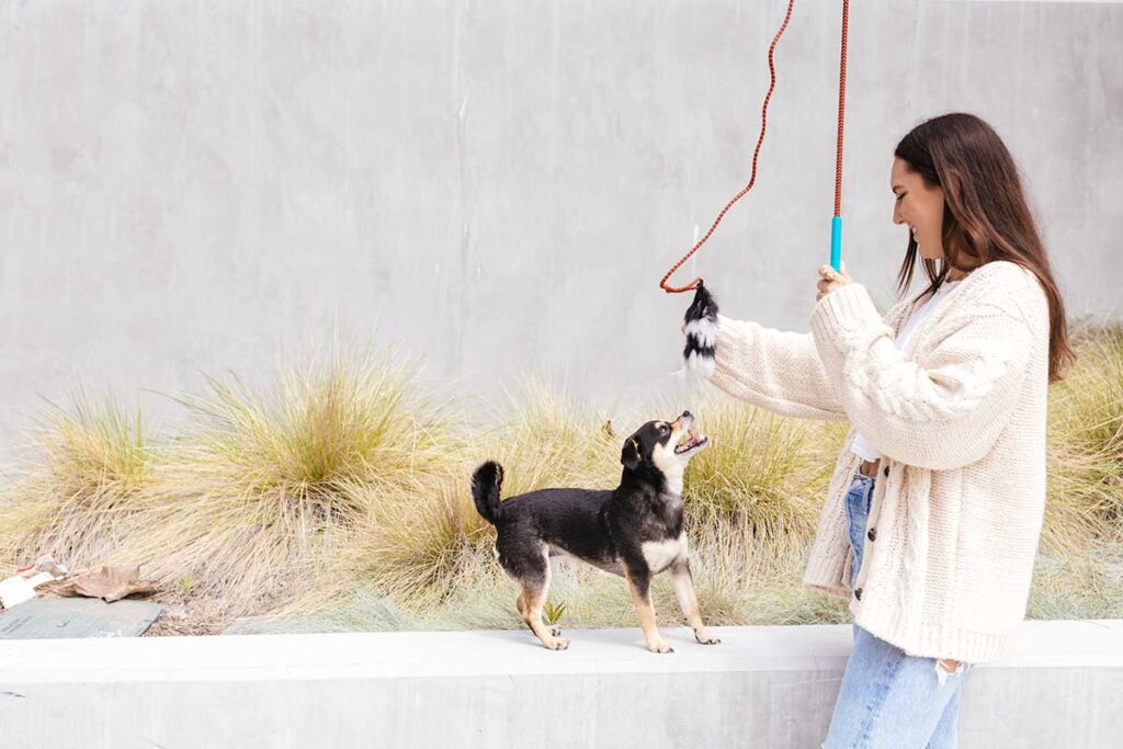 flirt pole for dogs best dog toys for boredom