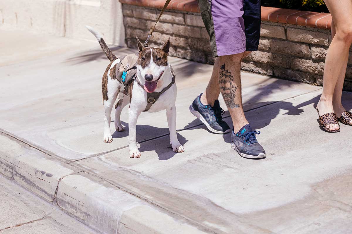 denver urban dog pack on a dog