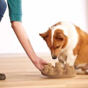 dog smart puzzle puppy enrichment toys