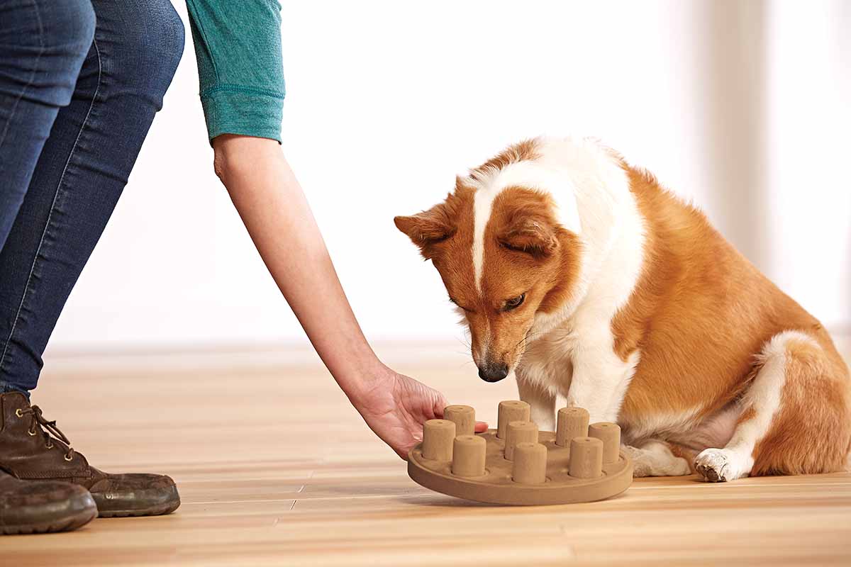 The Dog Geek: Puzzle Toy: Kong Wobbler