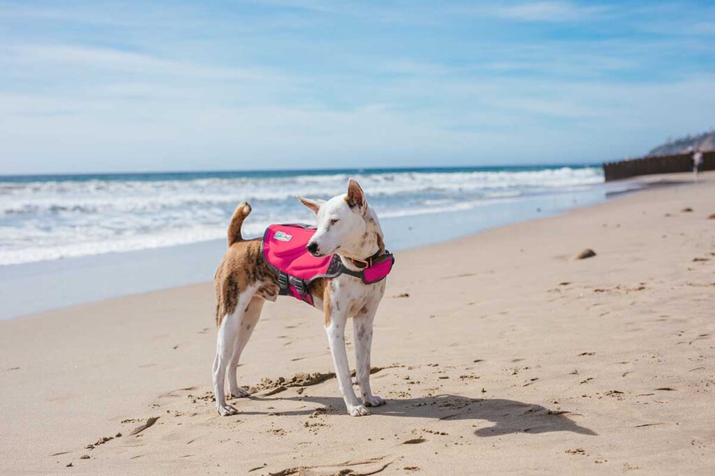 dog on beach wearing pink life jacket