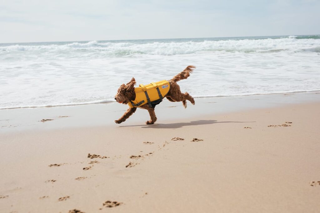 dog on a beach in a dog life jacket