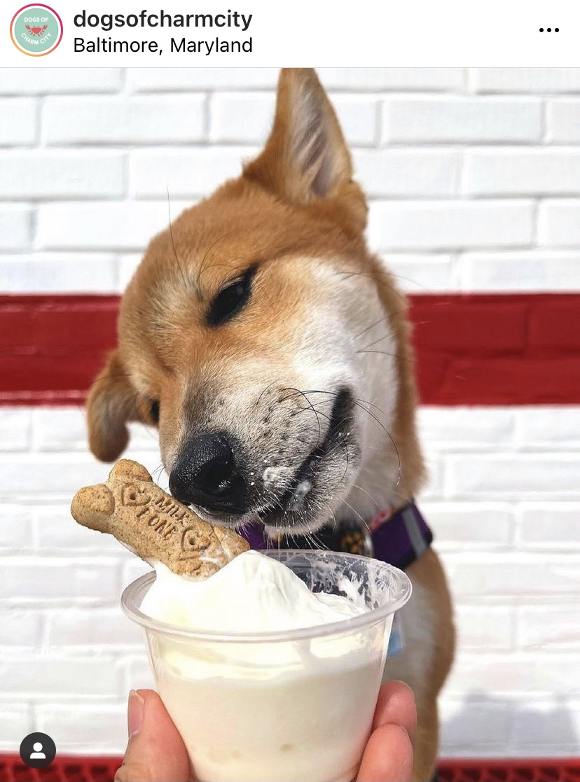 dog eating ice cream