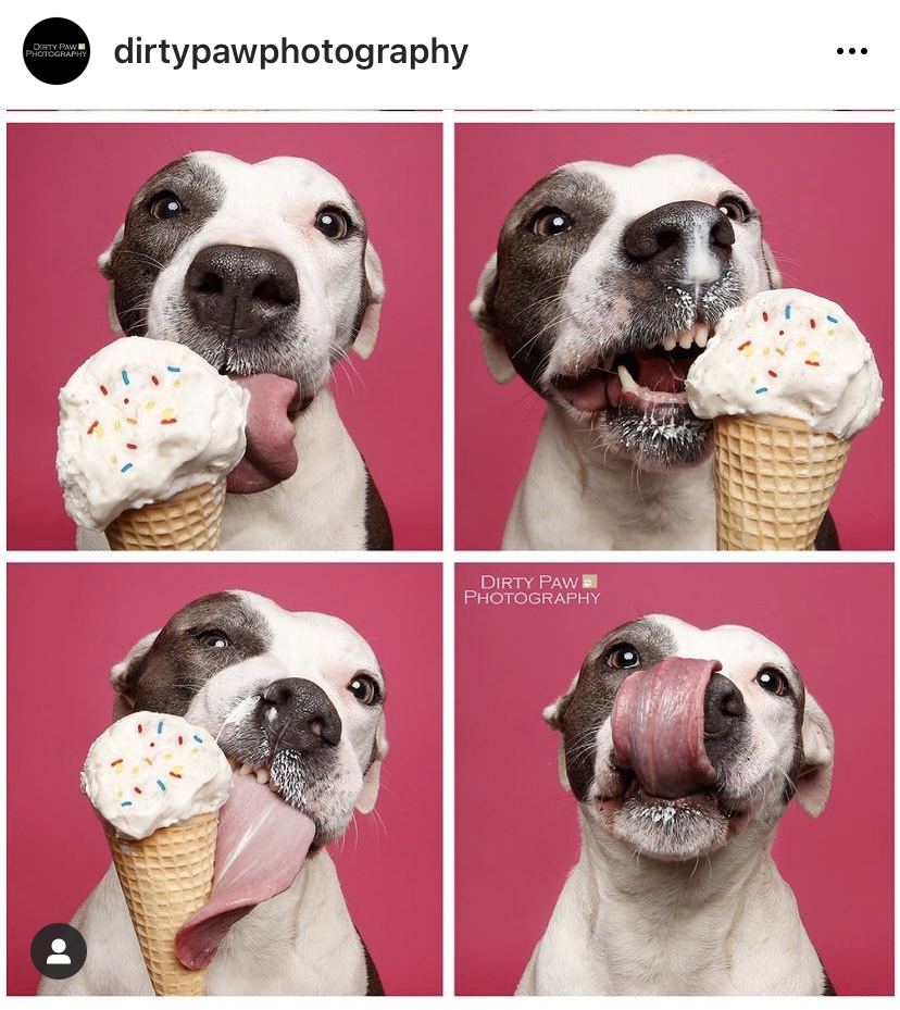 pitbull eating ice cream
