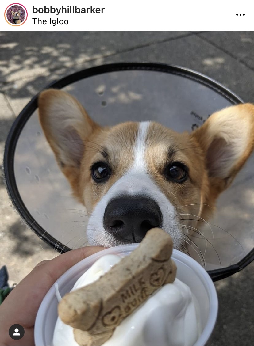 corgi cone