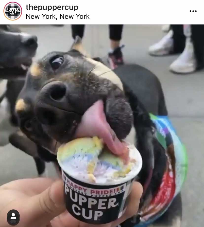 pupper cup