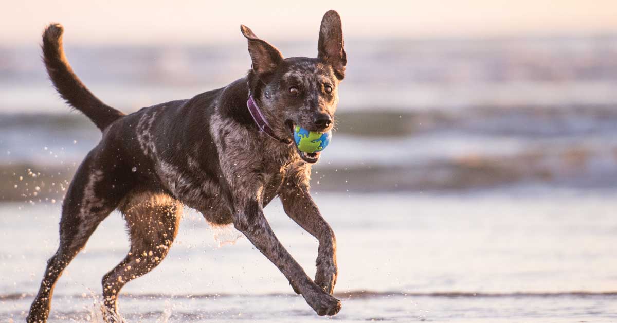 dog playing on the beach
