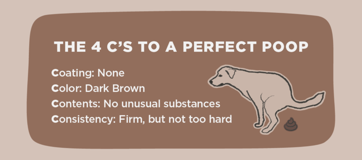 the 4 c's of dog poop