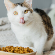 cat eats too fast slow feeder cat bowl