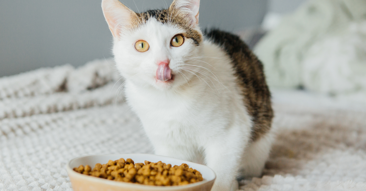 8 Useful Hacks to Implement If Your Cat Eats Too Fast