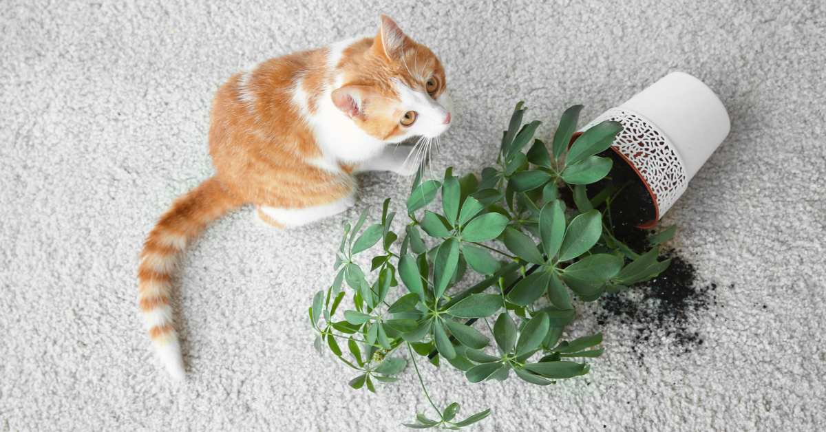 why do cats knock things over? cat with overturned plant