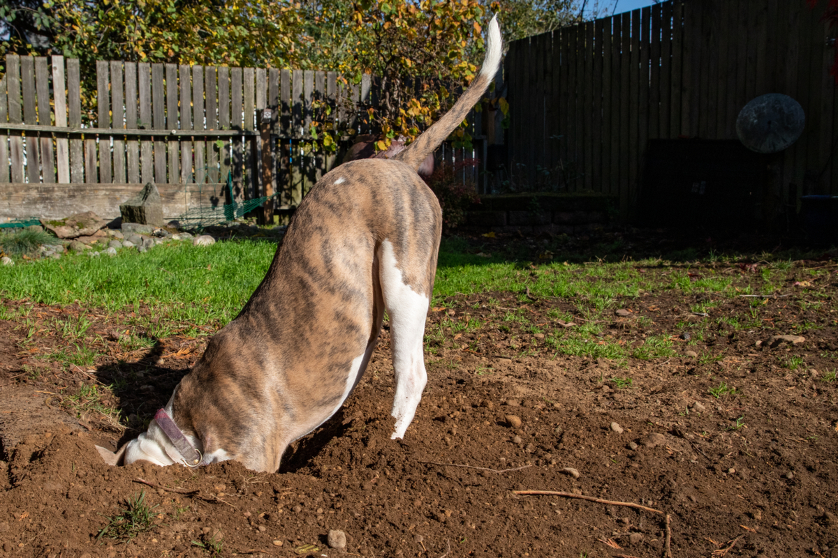 dog digging hole in a yard